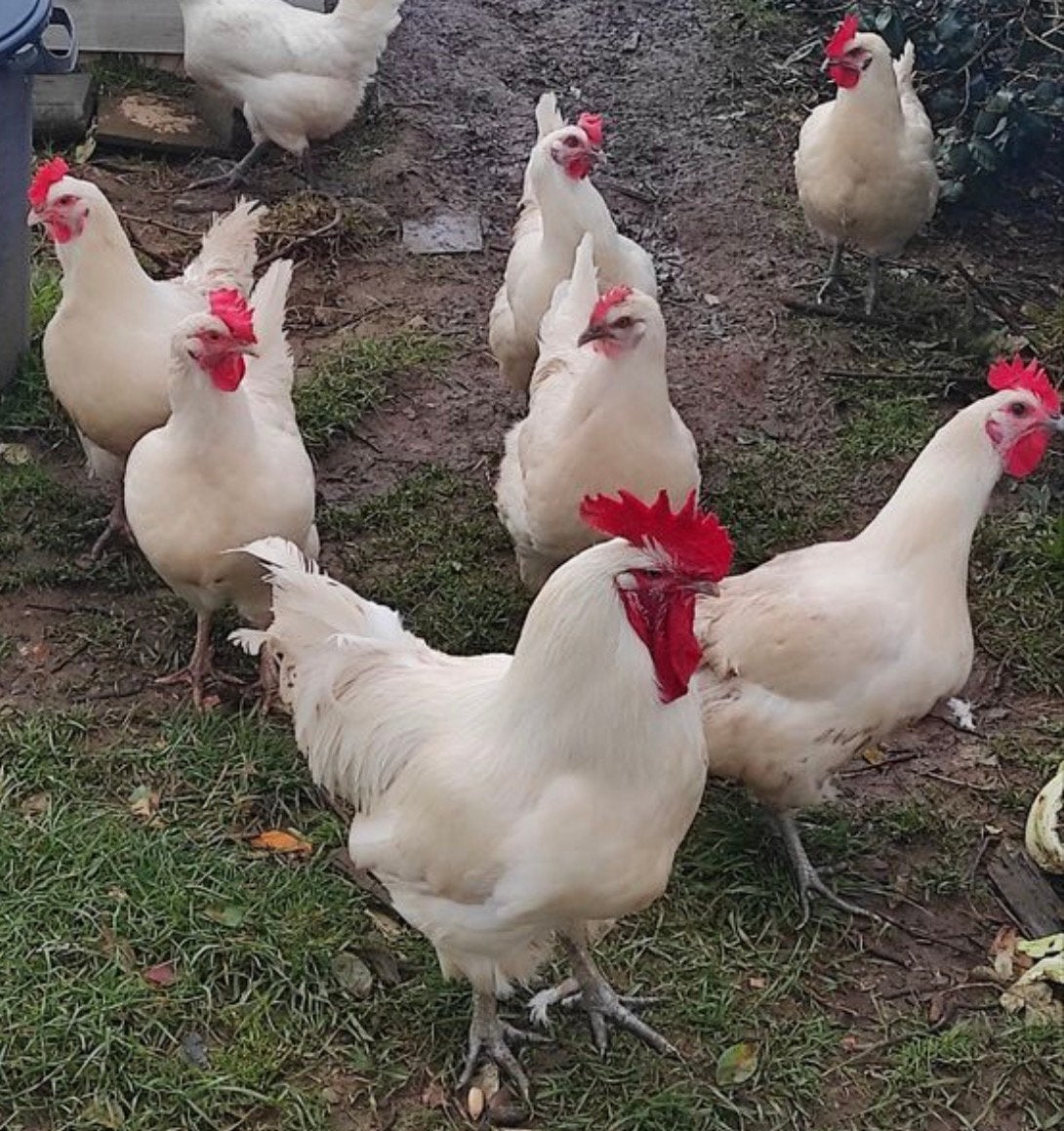 Poule de bresse hennen, Dieren en Toebehoren