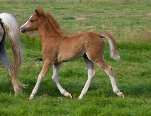 verschillende welsh merrie- en hengstveulens, Merrie, Met stamboom, Niet van toepassing, 0 tot 2 jaar