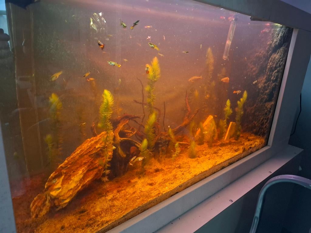 Guppy's