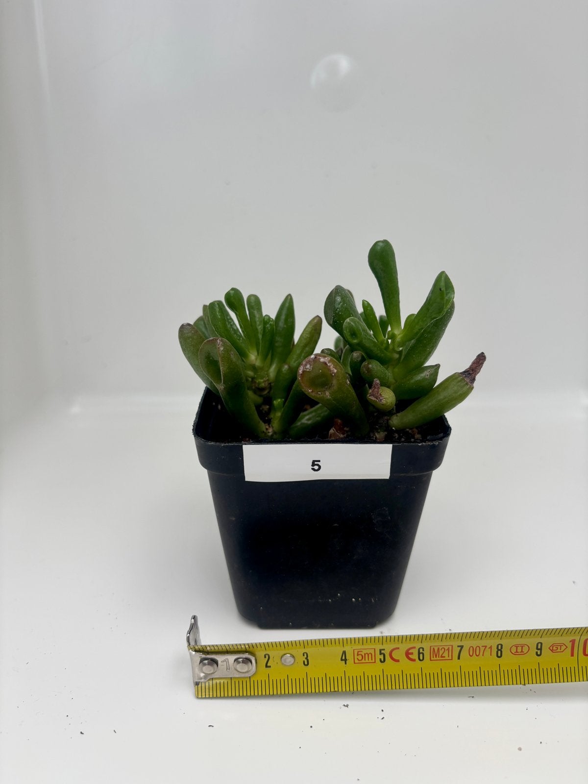 Mini Crassula Hobbit Bonsai, Maison & Meubles, Plante succulente, En pot, Plein soleil, Moins de 100 cm