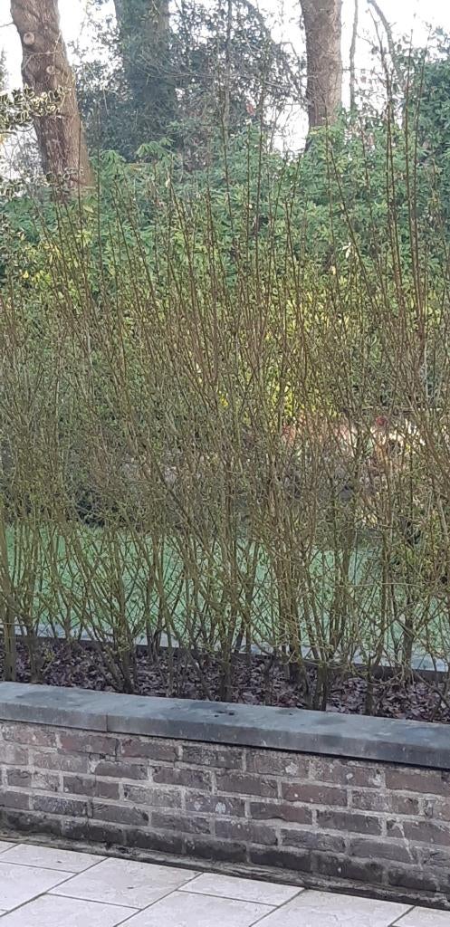 liguster 140 tot 170 cm hoog 21 planten, Tuin en Terras, Planten | Struiken en Hagen, Haag, Liguster, 100 tot 250 cm, Ophalen