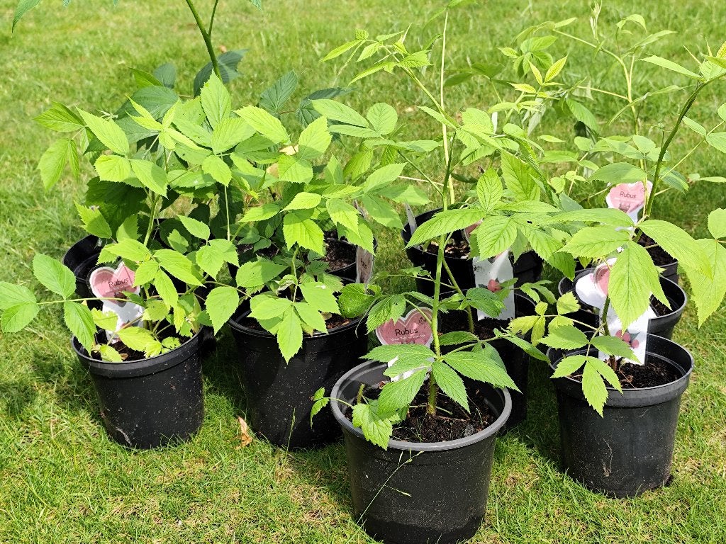 tuinplanten, Tuin en Terras, Planten | Tuinplanten, Ophalen, Zomer, Vaste plant, Volle zon