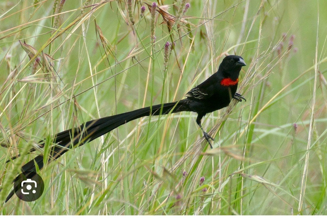 roodkeelwydavink, Dieren en Toebehoren, Vogels | Overige Vogels, Meerdere dieren, Tropenvogel, Geringd