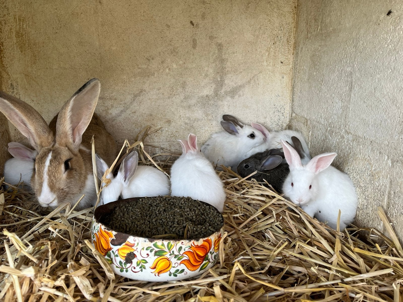 Vleeskonijnen, Dieren en Toebehoren, Juli, Meerdere dieren, Overige typen