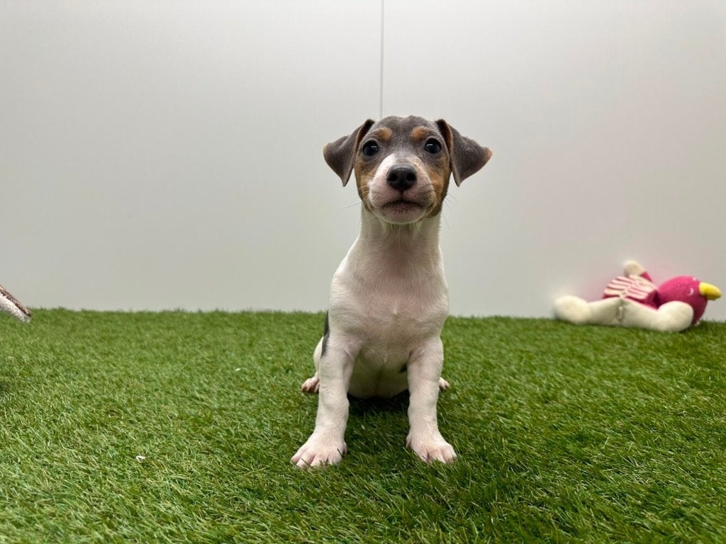 Jack Russell Terrier pups, Dieren en Toebehoren, Honden | Jack Russells en Terriërs, Meerdere dieren, Jack Russell Terriër, Fokker | Professioneel
