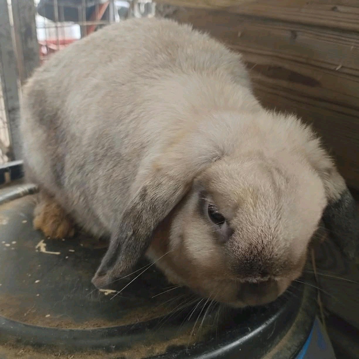 dwerghangoor, minilop, voedster, Femelle, Petit, Oreilles tombantes, 0 à 2 ans