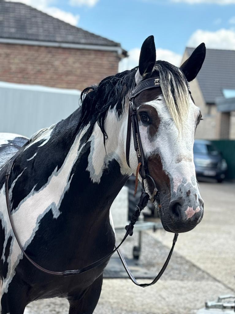Halve stal aangeboden