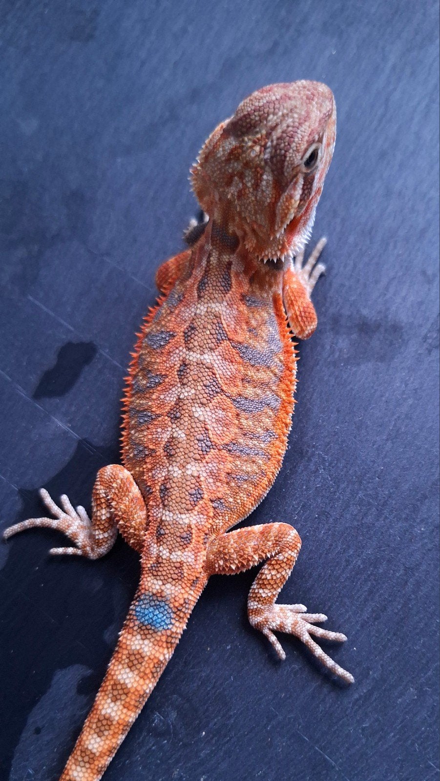 50% Red Monster Purple Tiger het. Witblits Baardagaam, Dieren en Toebehoren, Hagedis, 0 tot 2 jaar