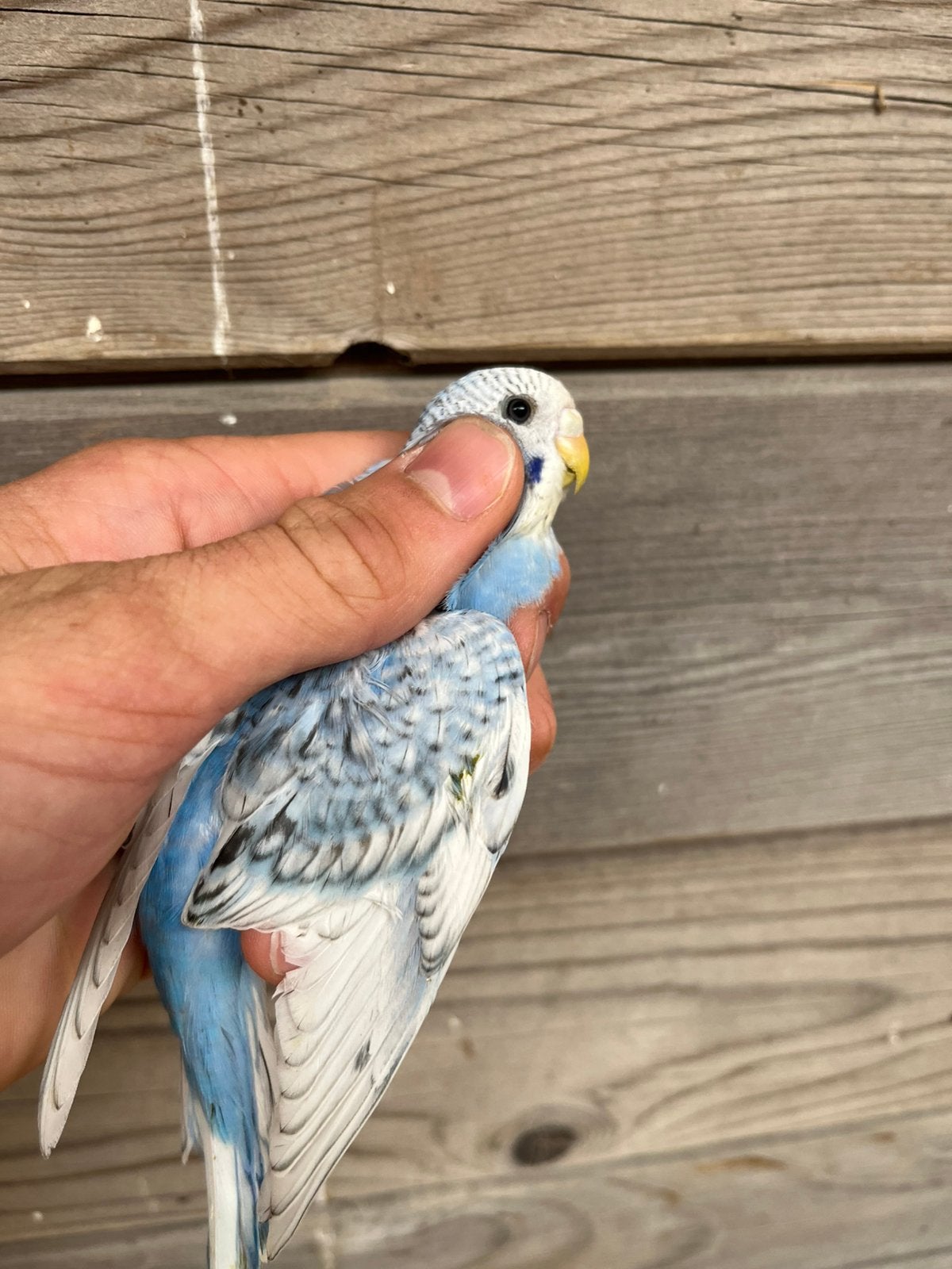 Jonge grasparkiet, Dieren en Toebehoren, Vogels | Parkieten en Papegaaien