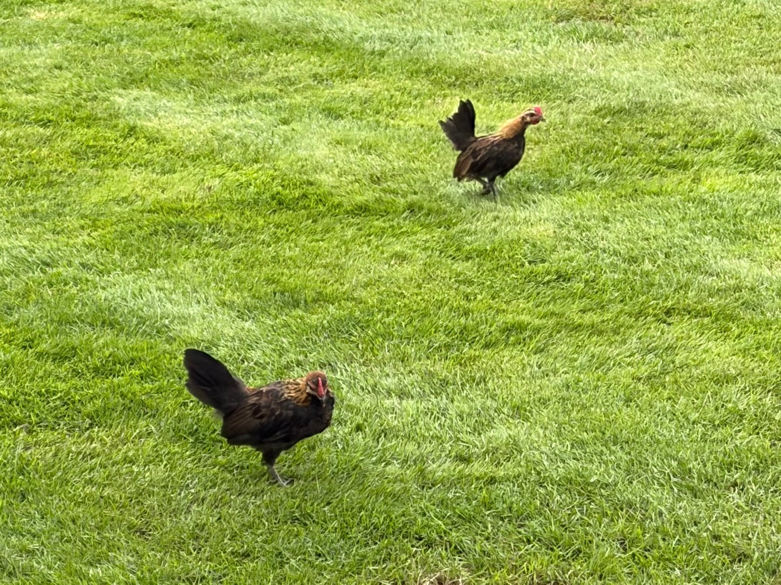 Belgische kriel, Animaux & Accessoires, Volatiles, Mâle, Poule ou poulet