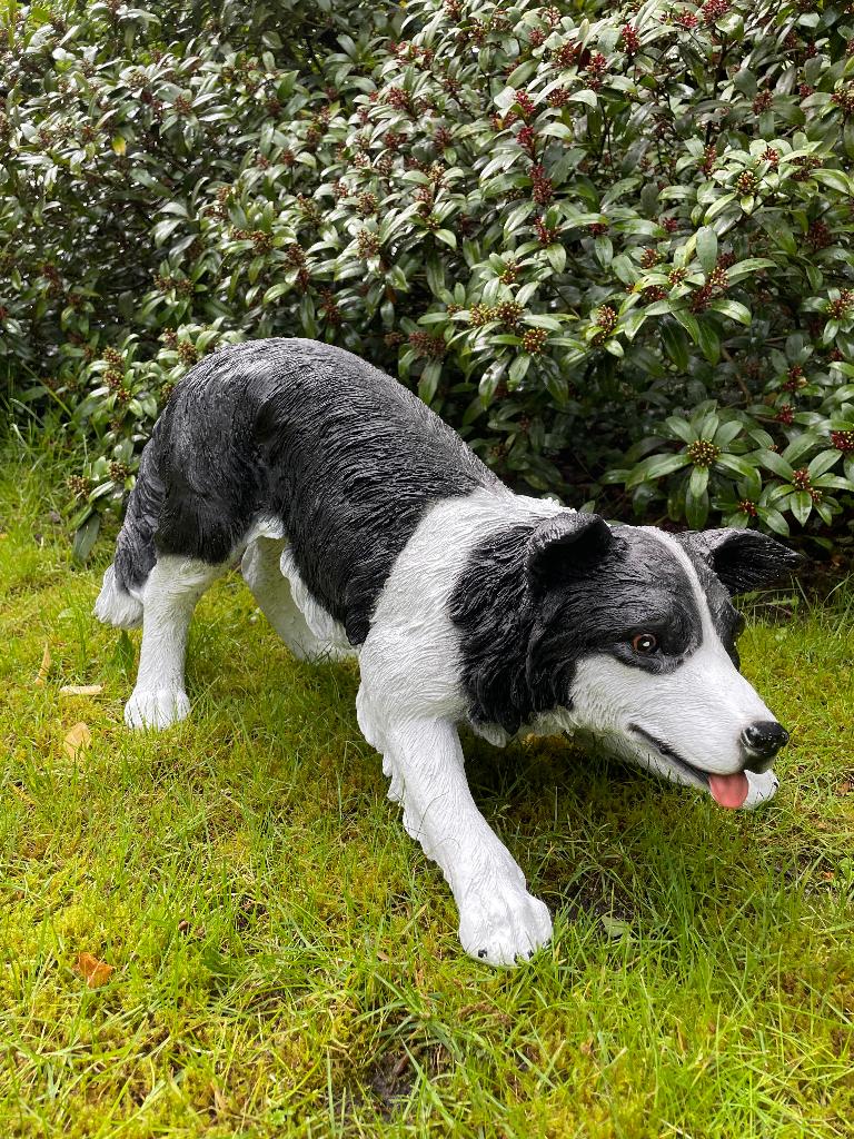 (Tuin)beeld Bordercollie, hond, tuin, kennel 60cm, Ophalen, Nieuw, Kunststof, Dierenbeeld