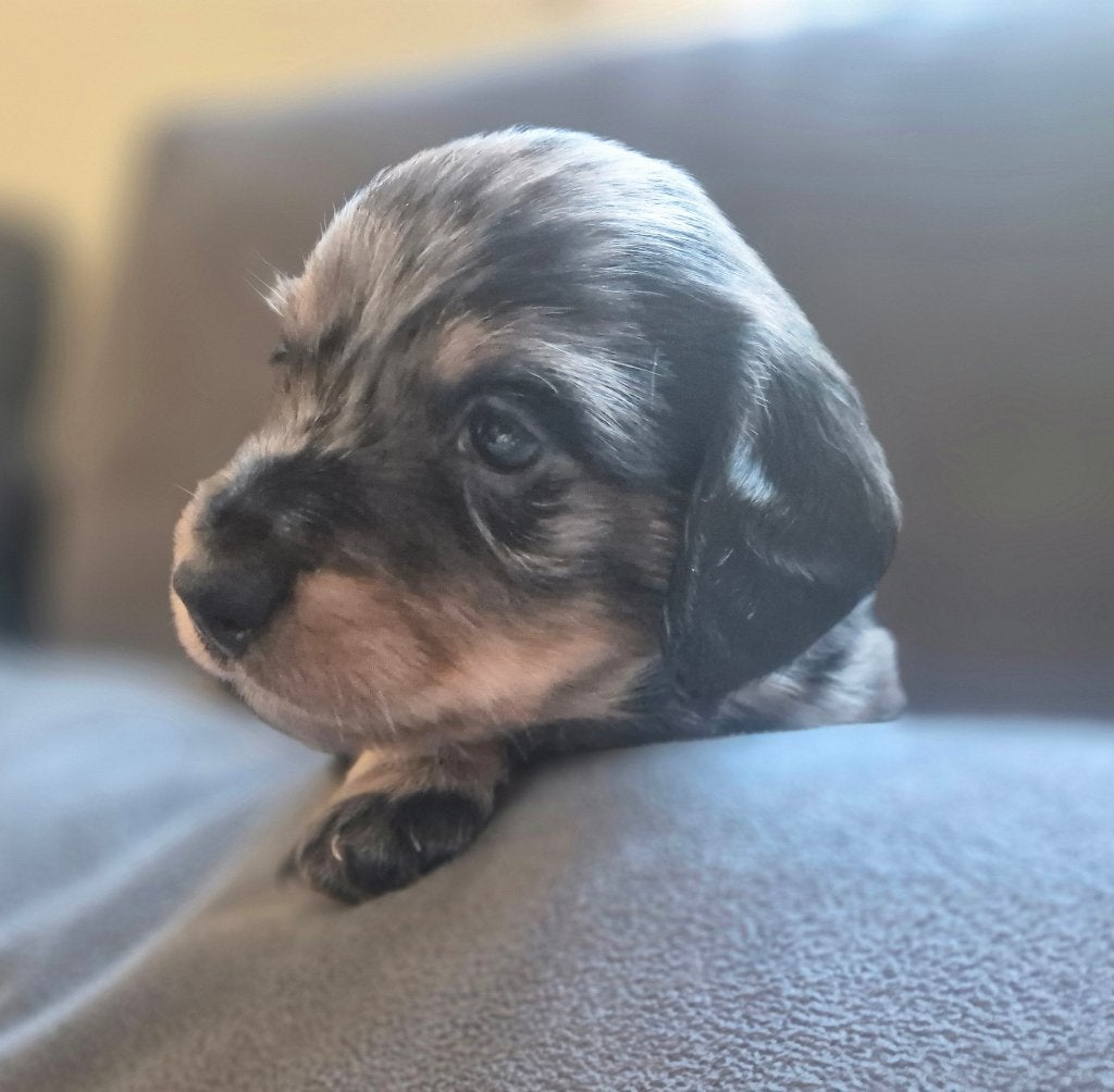 nog 1 blue merle teckel reu, Animaux & Accessoires, Chien (mâle), Maladie de Carré (chiens), Belgique, 8 à 15 semaines
