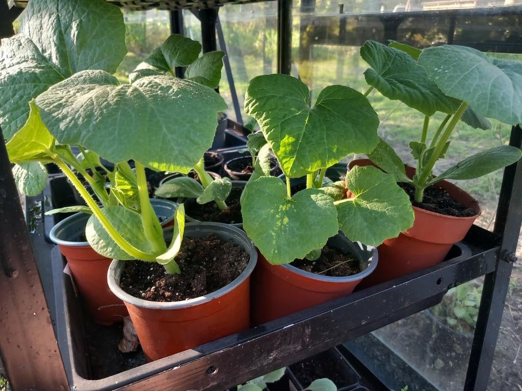 Planten, Enlèvement