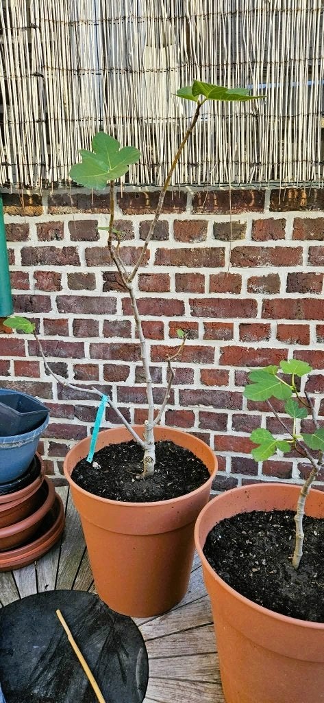 vijgenboom plant Signora ook bekend als Brogiotto Nero, Tuin en Terras, Ophalen, Vijgenboom