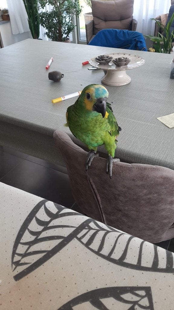 Jonge amazone en caique, Sexe inconnu, Perroquet, Domestique