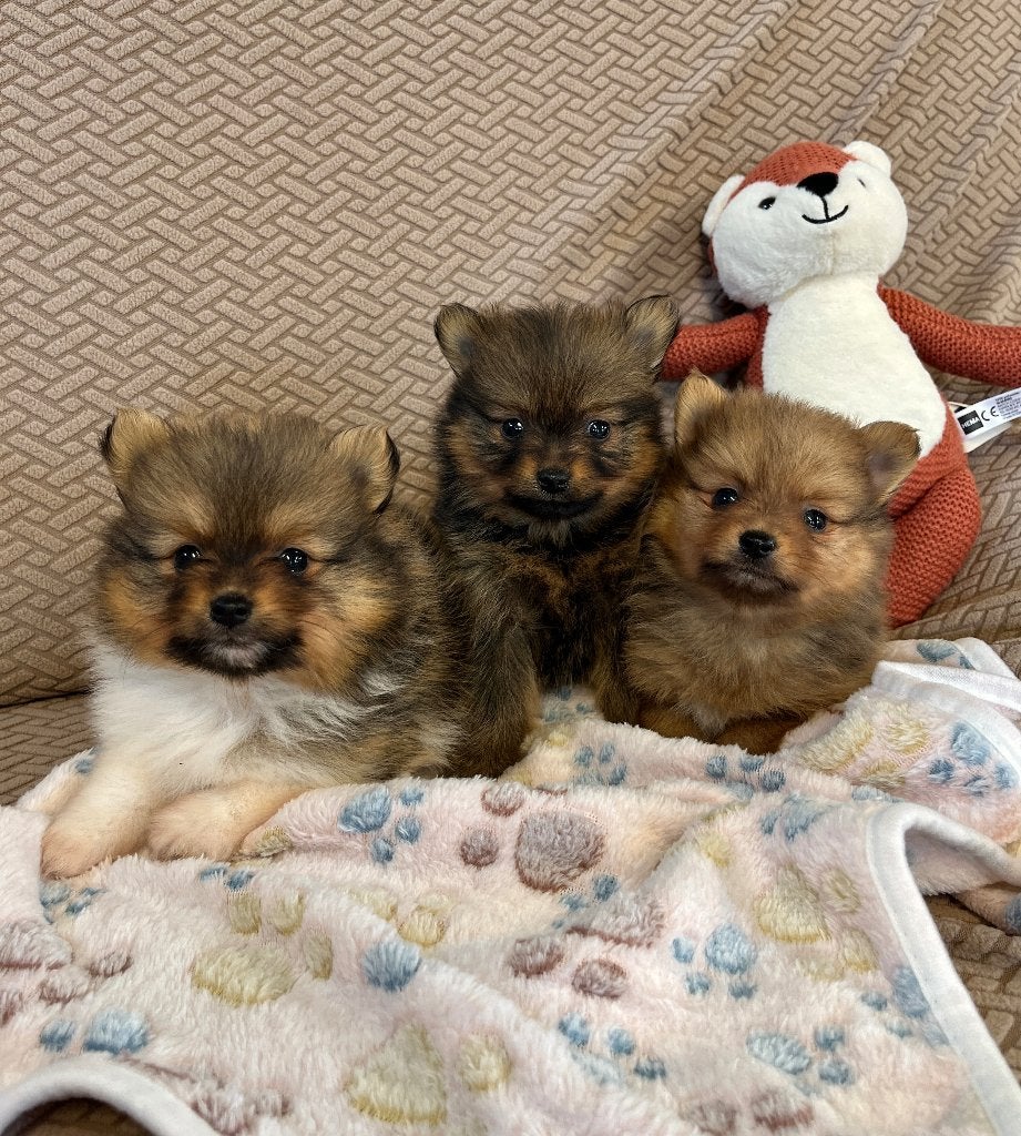 Lieve dwergkees pups, Dieren en Toebehoren, België, Keeshond, CDV (hondenziekte), 8 tot 15 weken