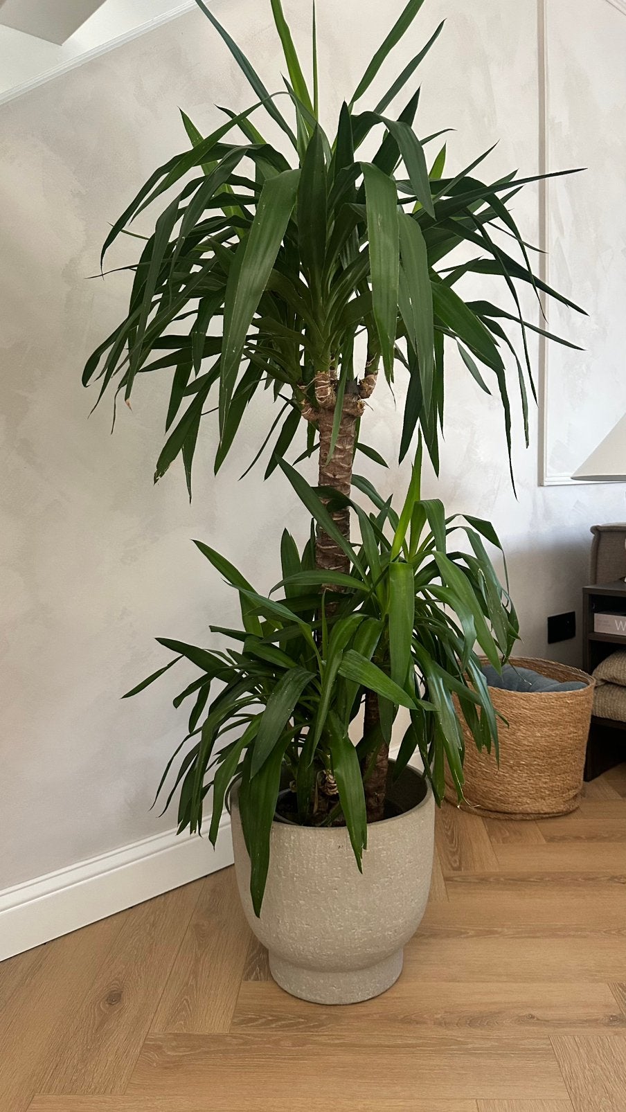 Kamerplant, Ophalen of Verzenden