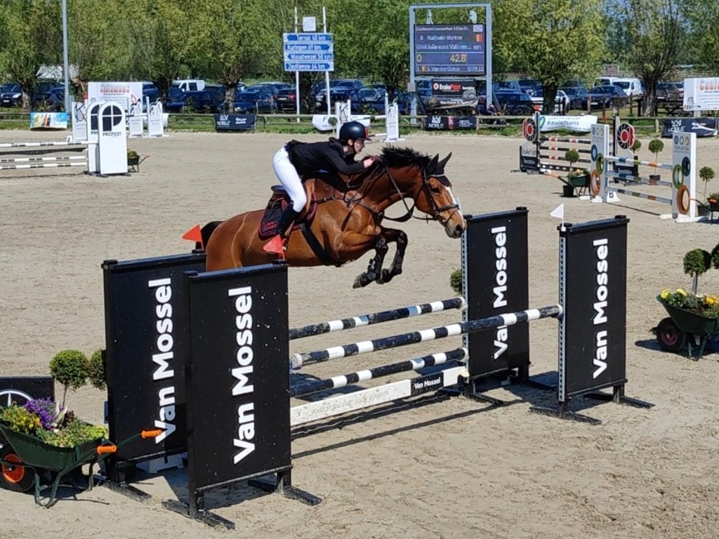 Fokmerrie Fantomas de Muze, drachtig van Toyboy de Regor, 11 ans ou plus, Avec pedigree, Ne s'applique pas, Cheval de saut
