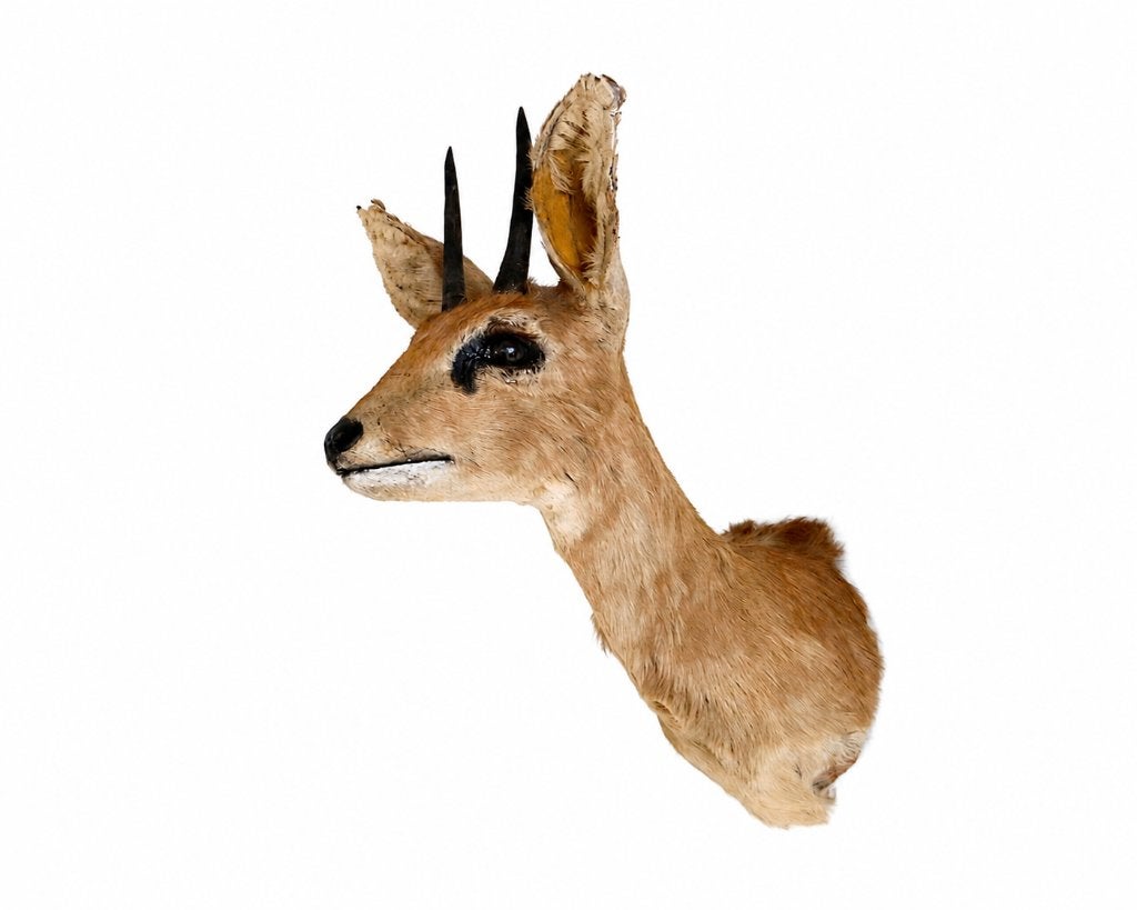 Opgezette kop shoulder mount steenbokantilope taxidemie, Collections, Enlèvement, Utilisé, Cerf