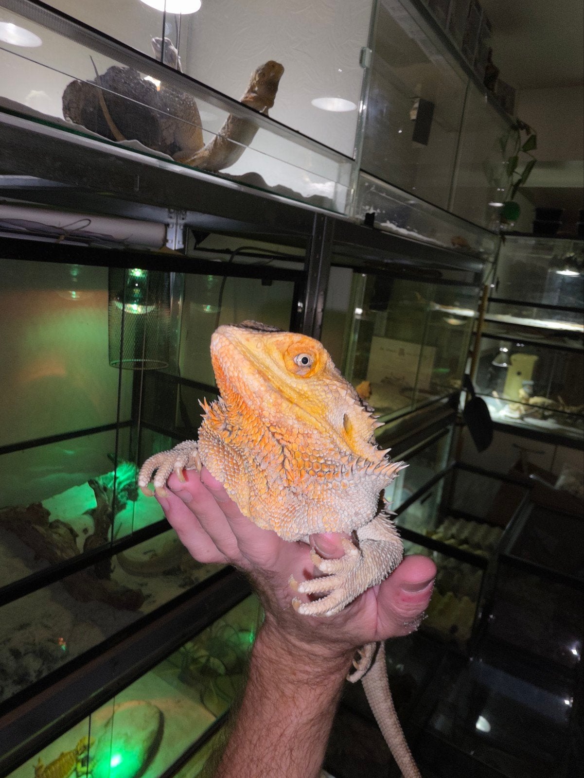 Une grande dame à la barbe hypo silencieuse !, Lézard, Domestique, 3 à 6 ans