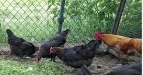 Marans 2 kopernek zwart Hennen en kopernek blauw haan 2025, Poule ou poulet