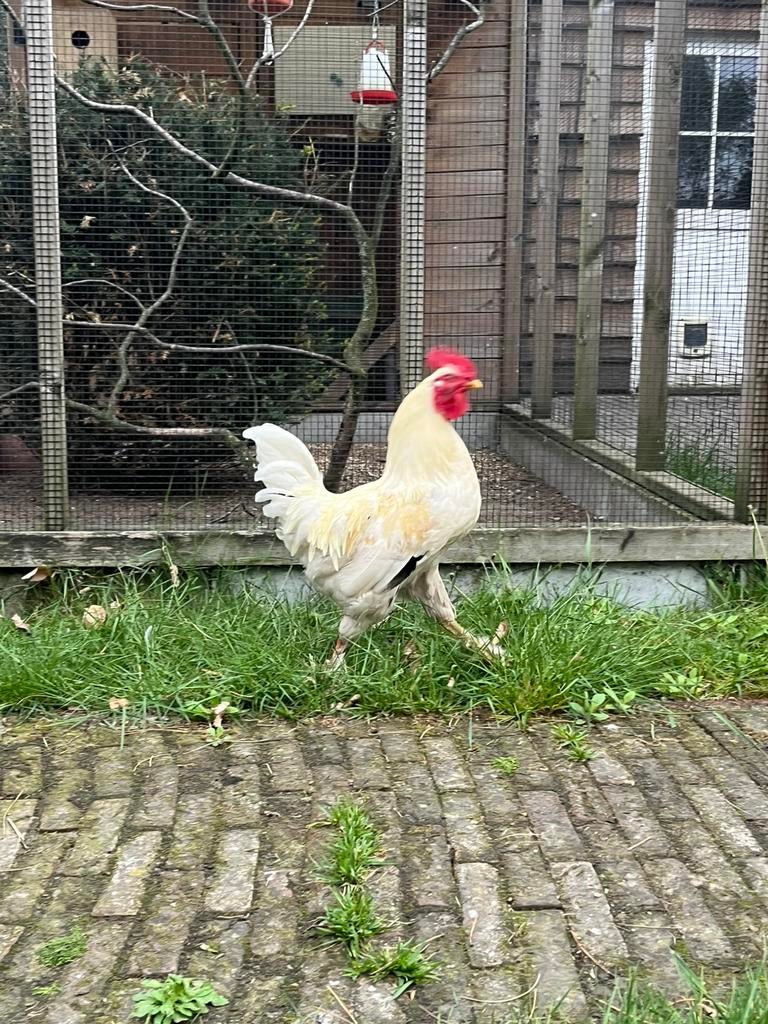 Haan, Dieren en Toebehoren, Pluimvee