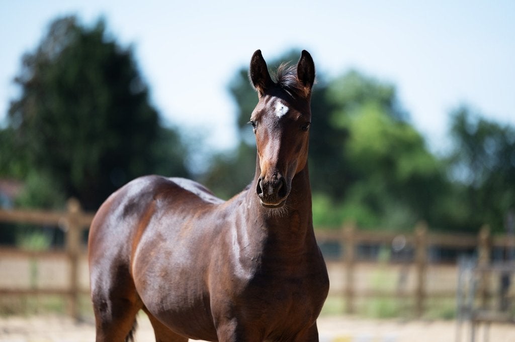 Merrieveulen Codex One uit bewezen moederlijn, Dieren en Toebehoren, Paarden, Merrie, Springpaard, Met stamboom, Niet van toepassing