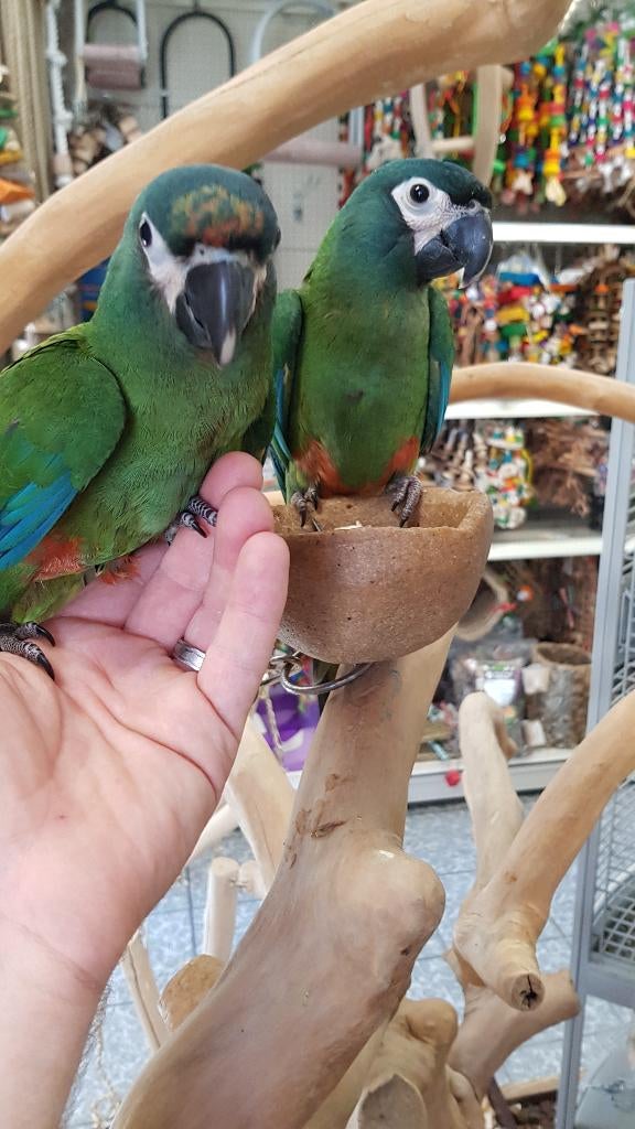 tamme ara maracana, Dieren en Toebehoren, Meerdere dieren, Papegaai, Geringd