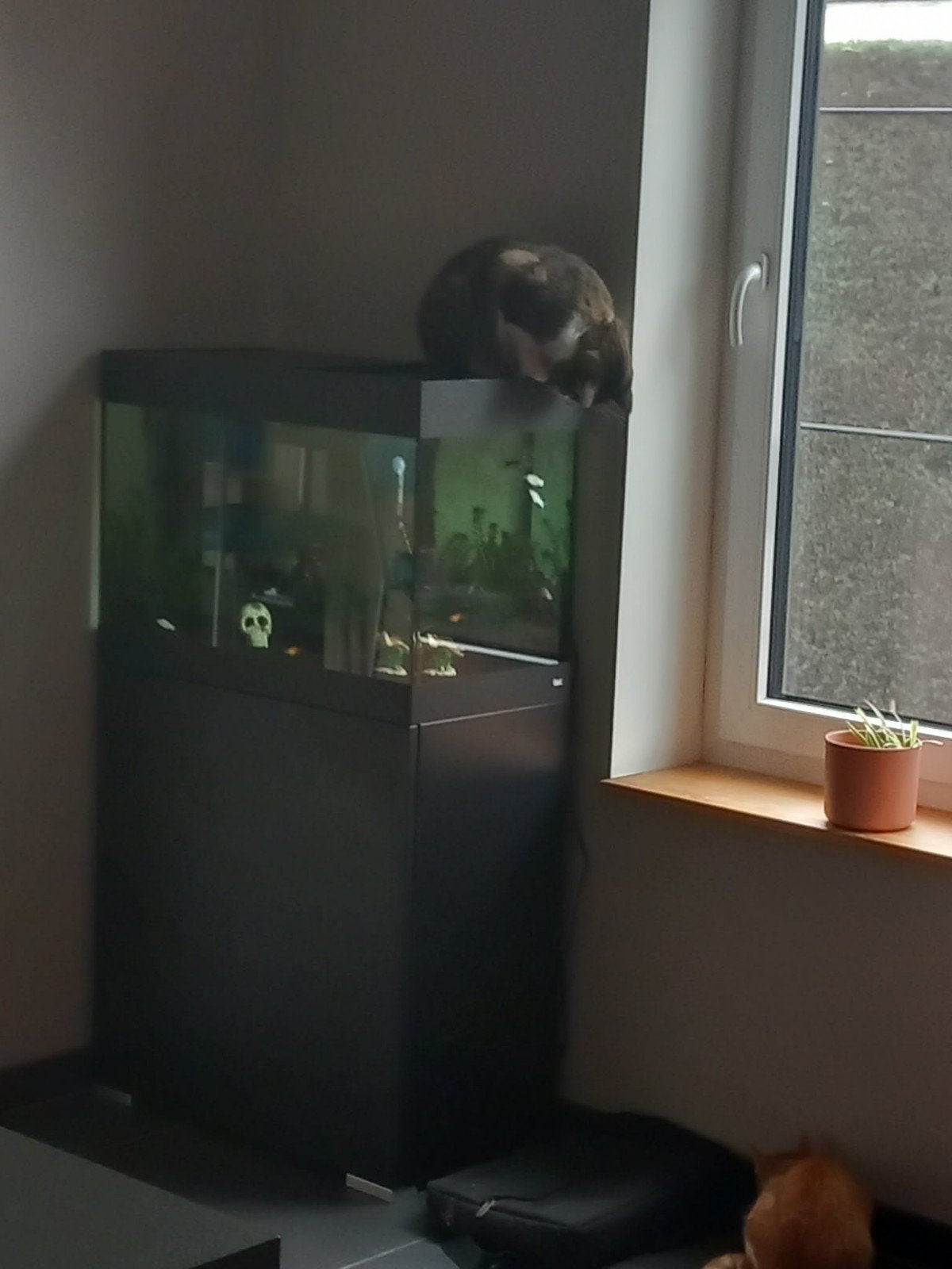 aquarium + meubel en benodigd heden, Couvercle inclus, Oase, Aquarium vide, Comme neuf
