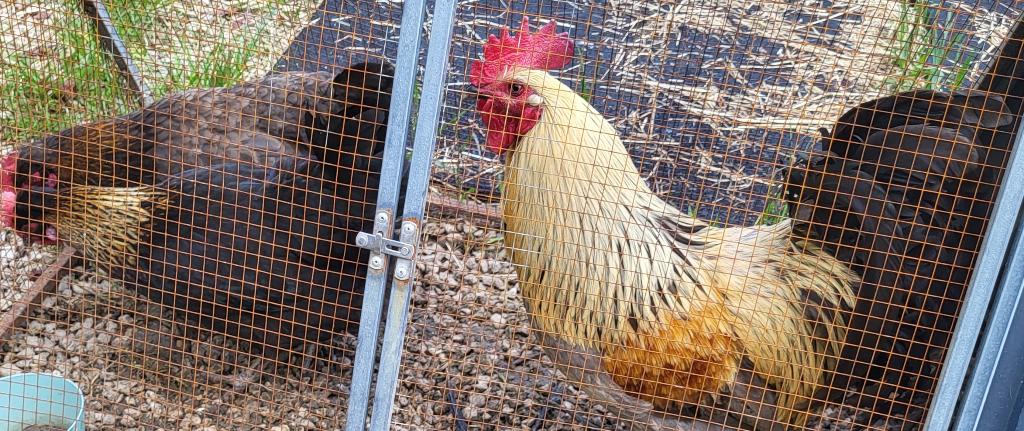 Trio groenleggers, Plusieurs animaux, Poule ou poulet