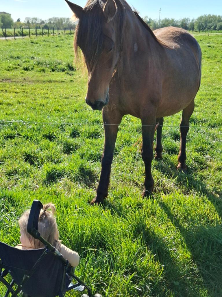 Pre merrie 18 jaar, Dieren en Toebehoren, Paarden, Merrie