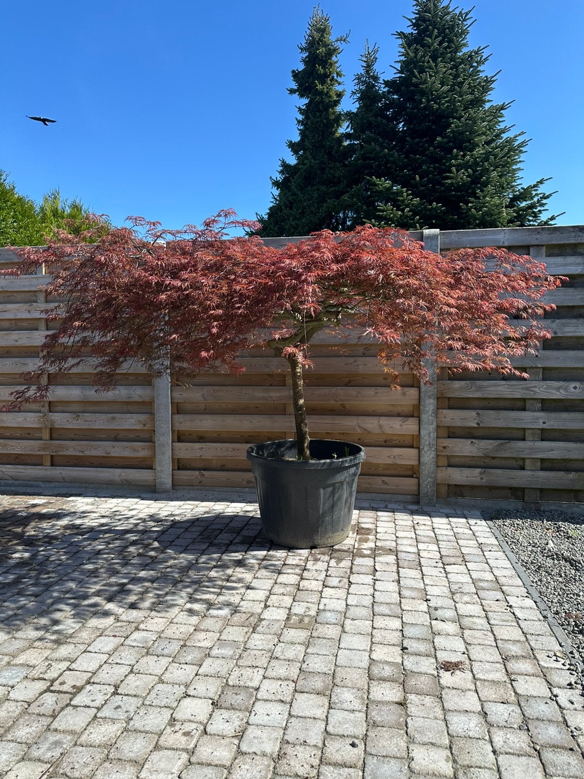 Japanse esdoorn, Tuin en Terras, Ophalen