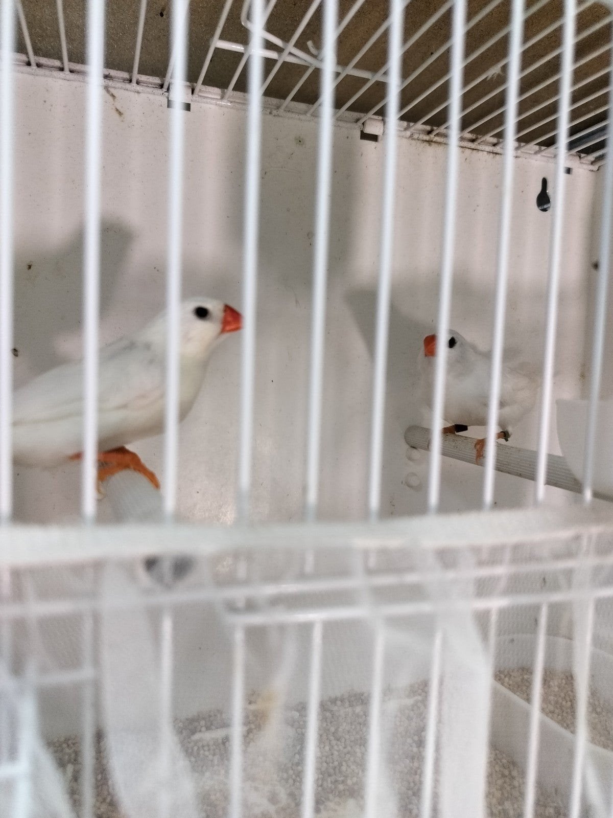 witte zebravinken, Dieren en Toebehoren, Vogels | Overige Vogels