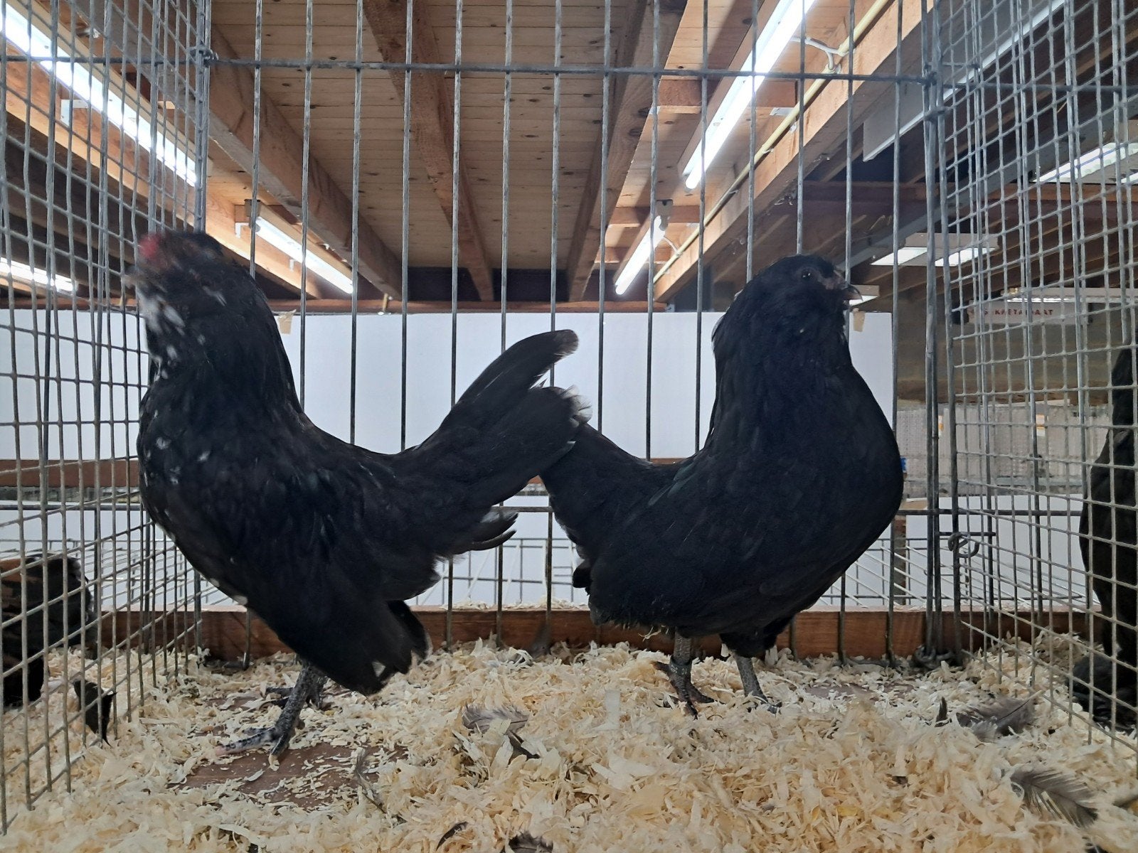 antwerpse baardkriel, Dieren en Toebehoren, Pluimvee