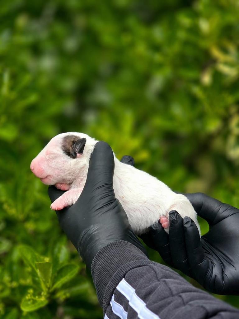 Minni bull terrier pups, Dieren en Toebehoren, België, Fokker | Hobbymatig, 8 tot 15 weken, Meerdere