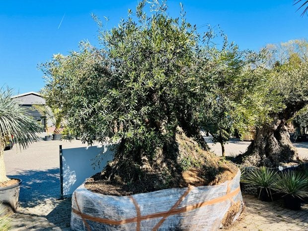 Olijfboom - Bonsai - stamomvang 650 cm, Tuin en Terras