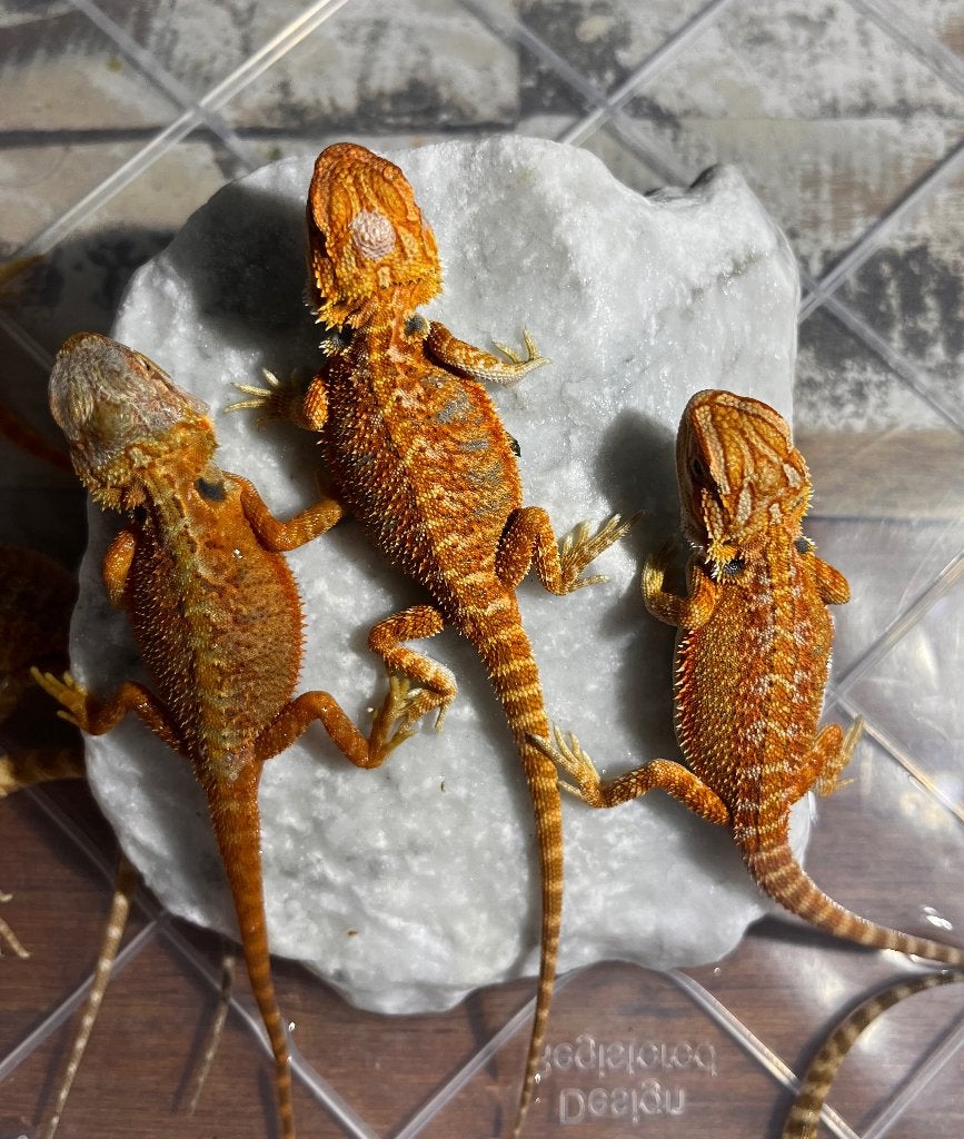 Pogona vitiseps juvénile red/orange hypo het trans, Lézard, Domestique, 0 à 2 ans