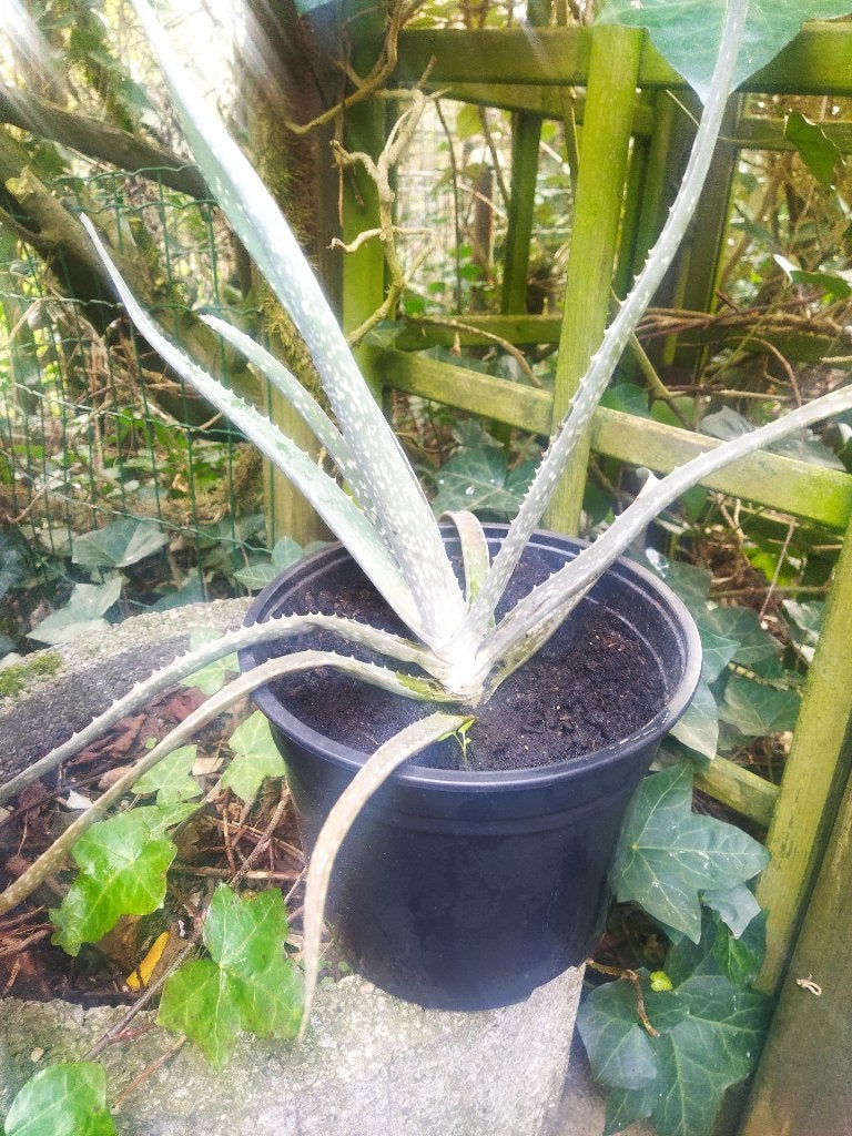 Aloë Vera-Sanseveria-Pannenkoekenplant-Cactus, Huis en Inrichting, Kamerplanten, Vetplant, Groene kamerplant, In pot, Ophalen of Verzenden