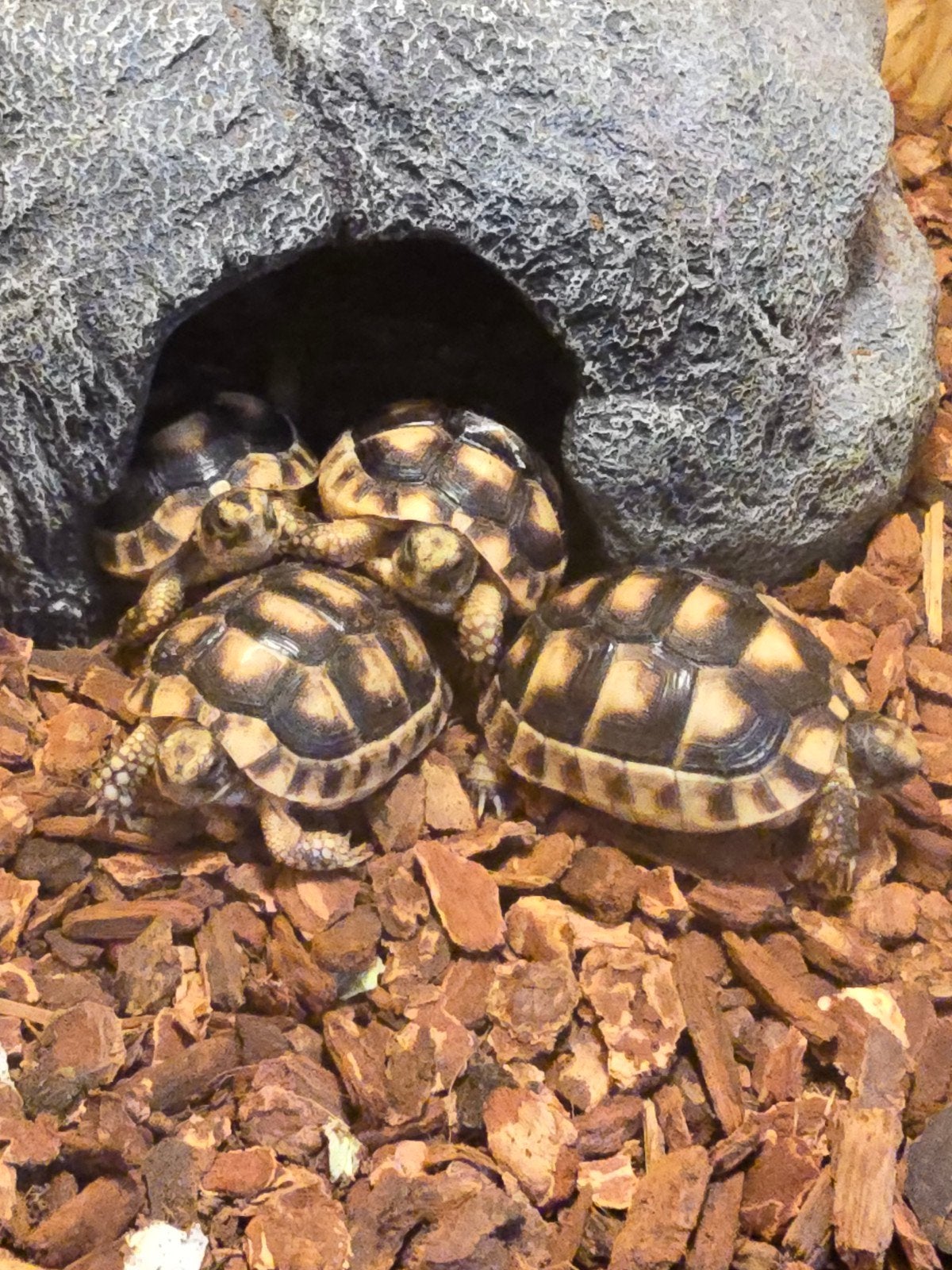 Klokschildpad (Testudo marginata) – NLNK 2026

Ben je op zoe