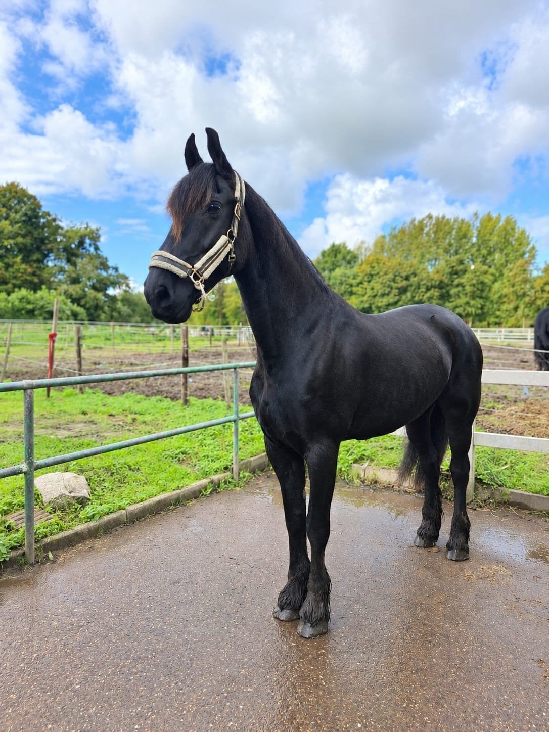 fries + tinker, Dieren en Toebehoren, Merrie, Recreatiepaard