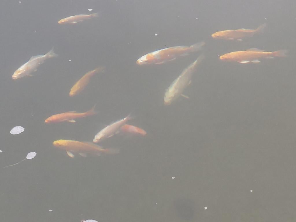 Koi s eigen kweek, Dieren en Toebehoren