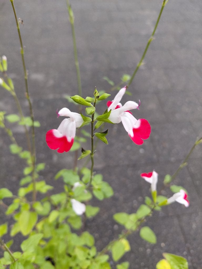 Salvia Hotlips, Tuin en Terras, Ophalen, Halfschaduw