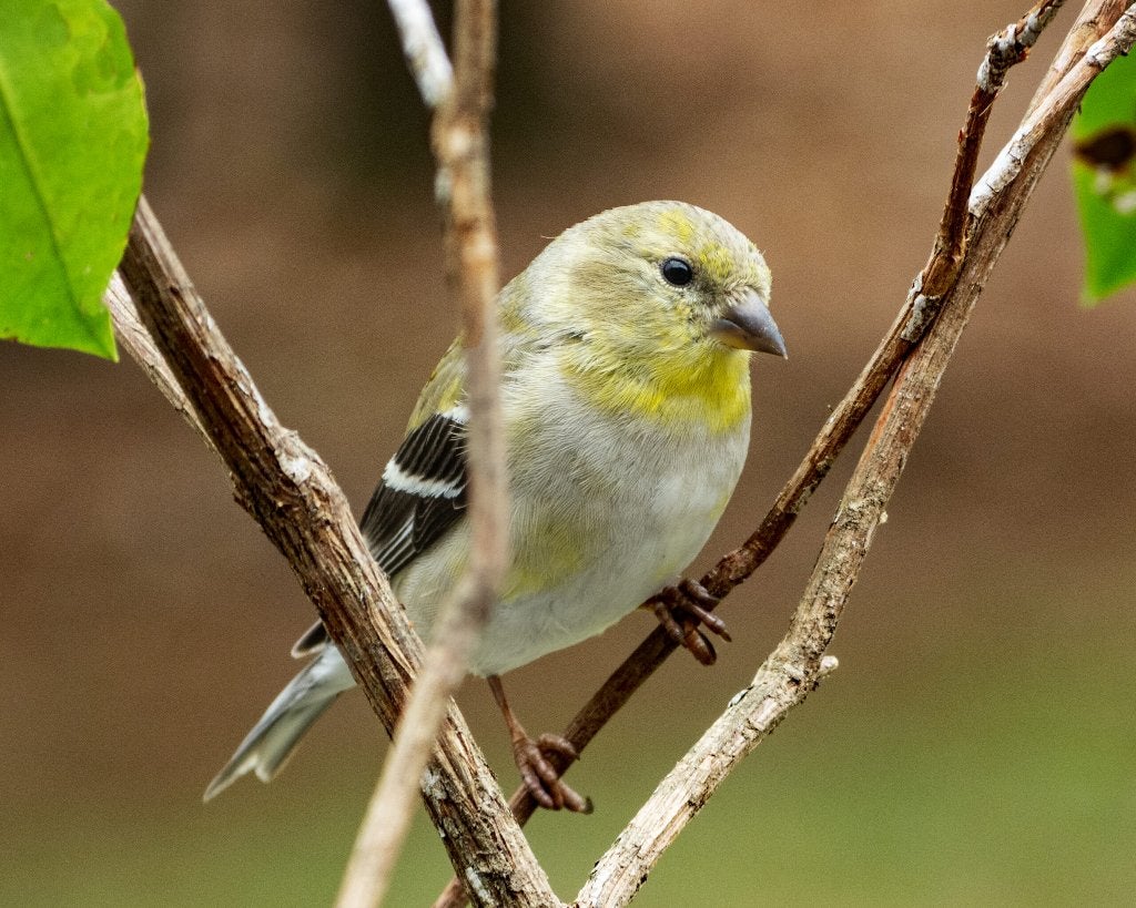 gezocht treursijs pop, Dieren en Toebehoren, Vrouwelijk, Tropenvogel, Geringd