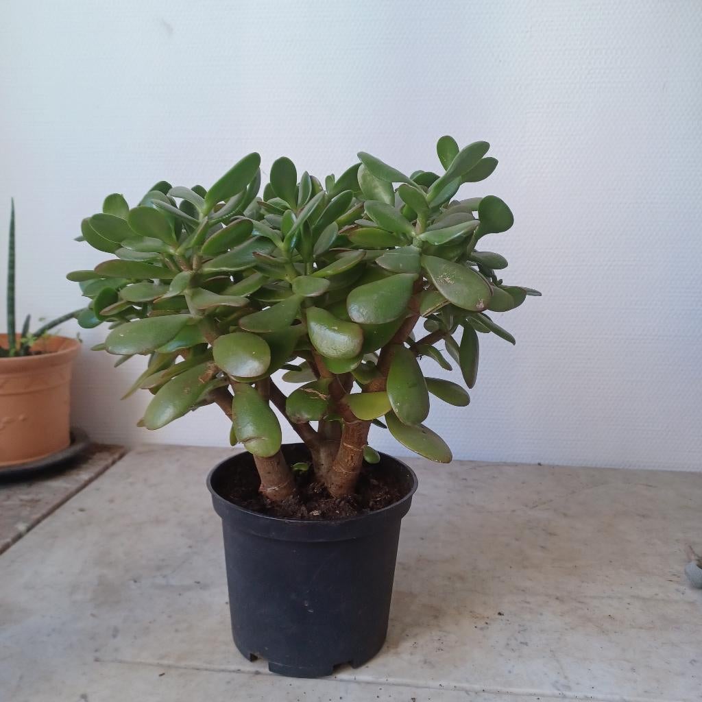Crassula, Plante succulente, En pot, Plein soleil, Moins de 100 cm