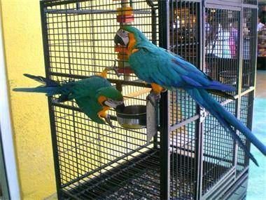 Prachtige tamme geelblauwe ara’s te koop, Meerdere dieren, Tropenvogel, Geringd