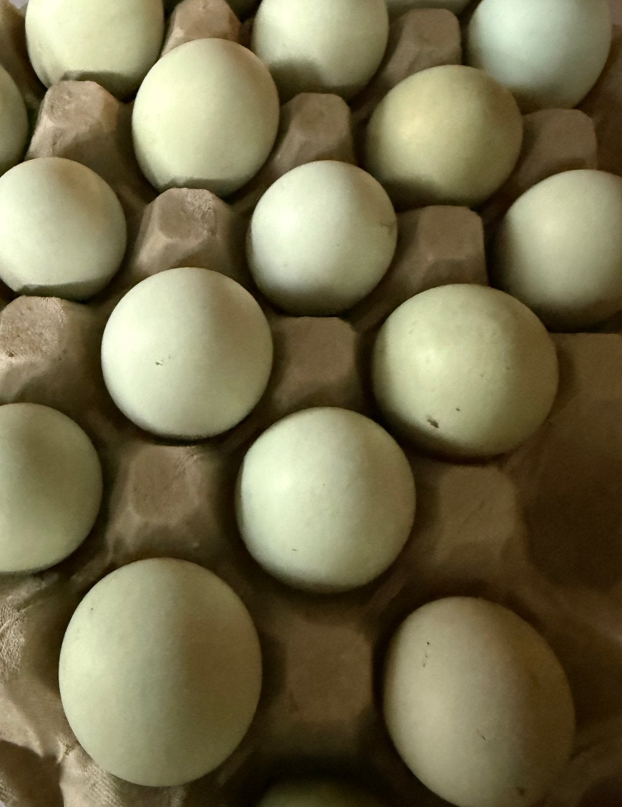 Broedeitjes Dongxiang Lukedanji Kip (blauw/ groenlegger)