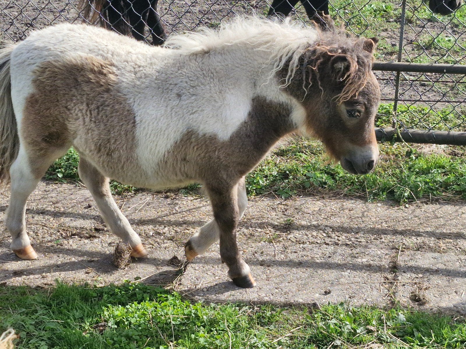 mini veulen, Hengst, A pony (tot 1.17m), 0 tot 2 jaar