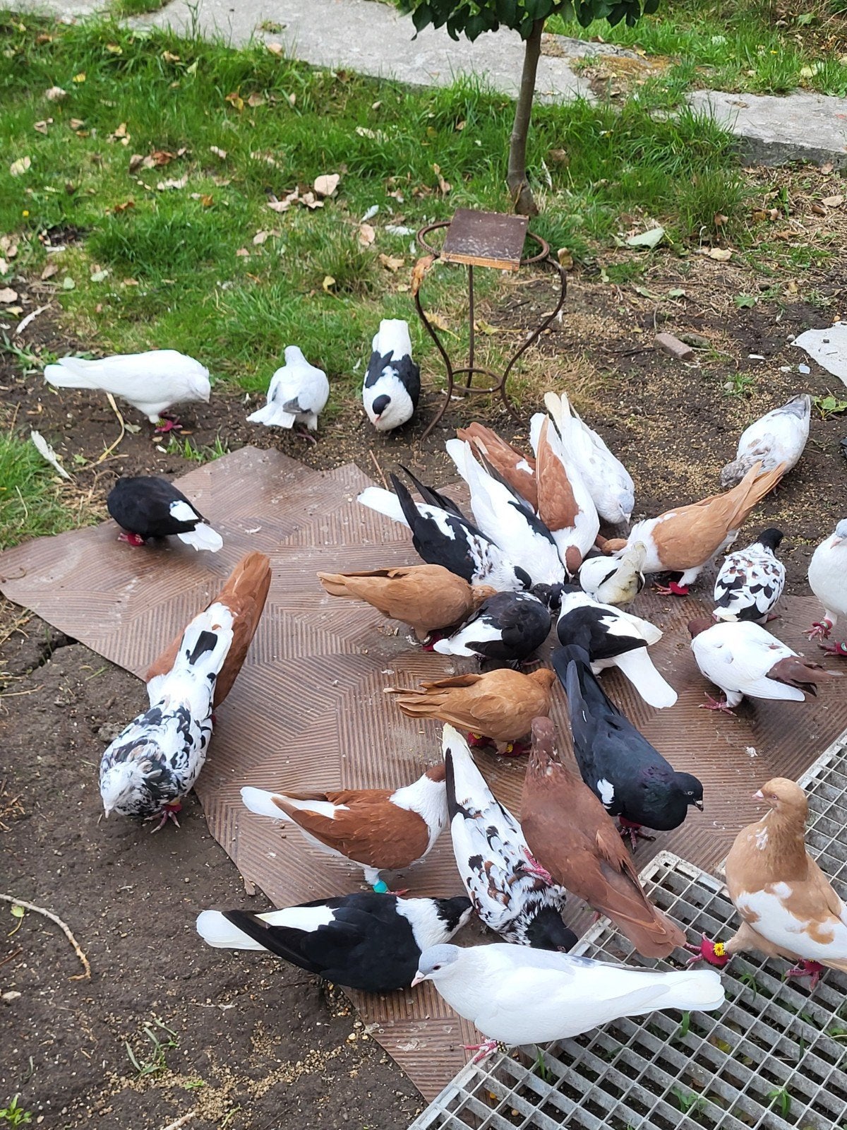 Afghani duiven, Dieren en Toebehoren, Pluimvee