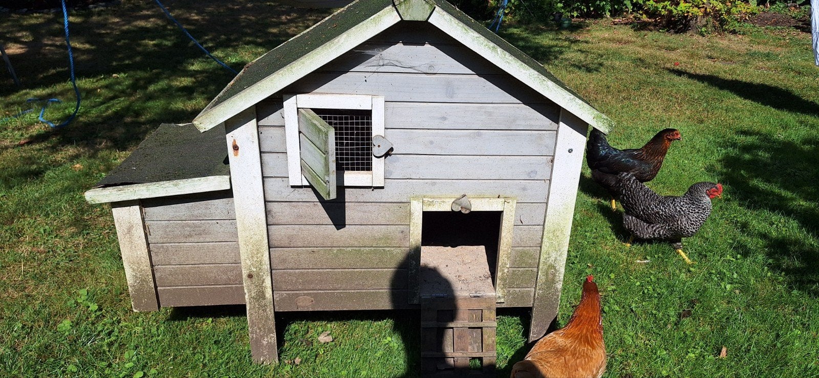 Kippenhok gratis, Dieren en Toebehoren
