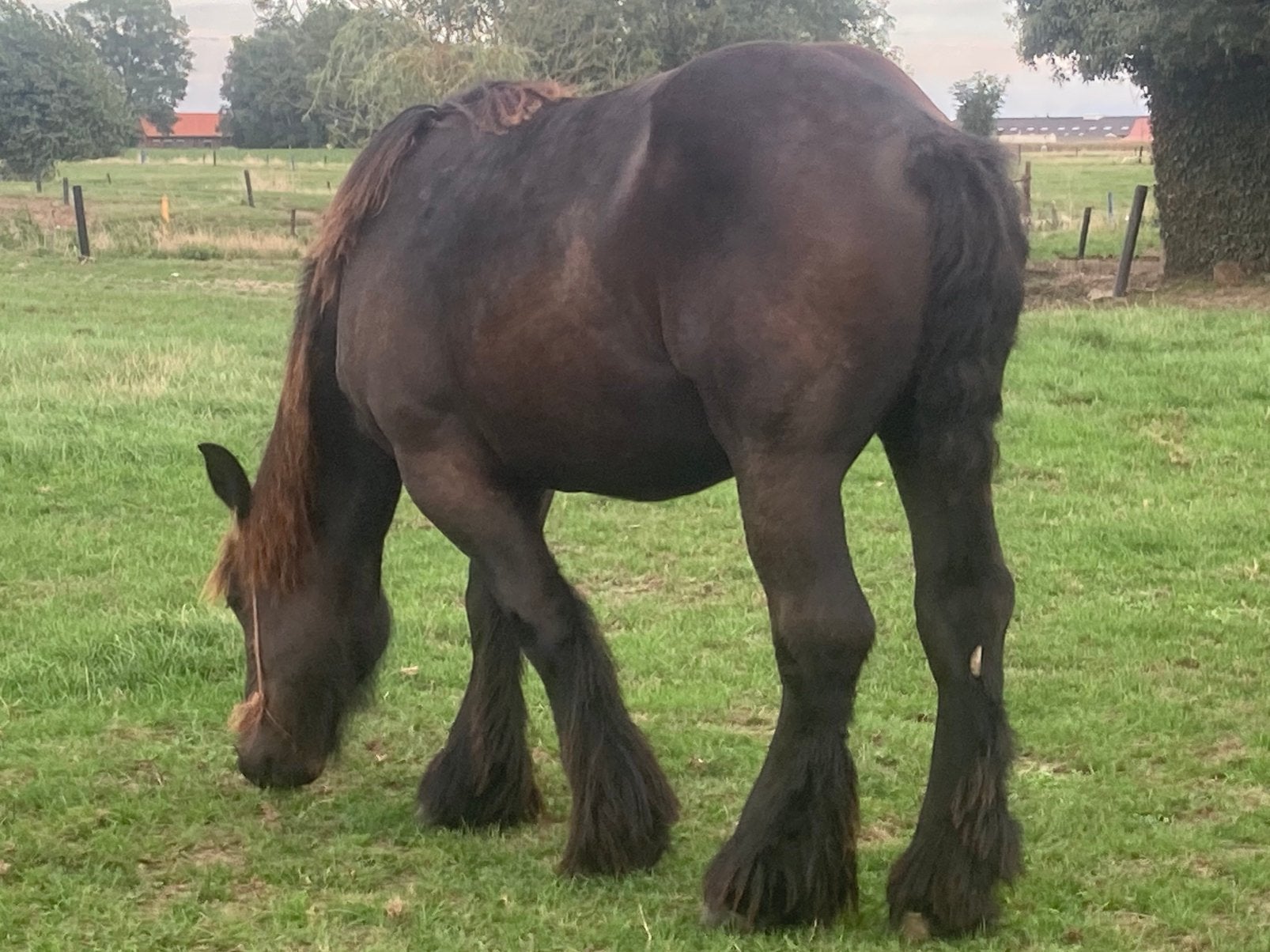 Belgisch trekpaard, Avec pedigree, Cheval d'attelage, 160 à 165 cm, Ne s'applique pas